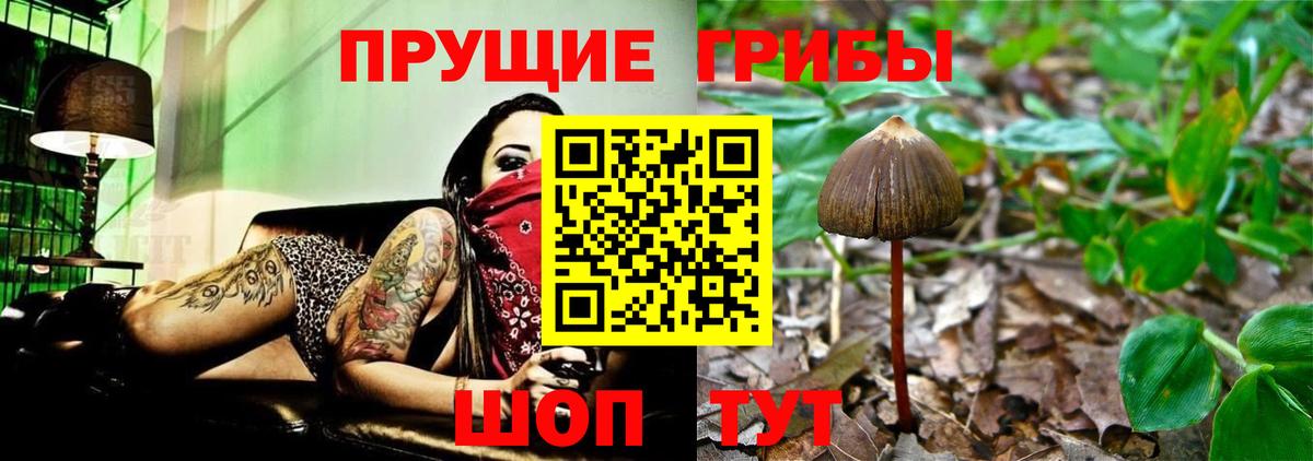 Псилоцибиновые грибы Cubensis Балашов